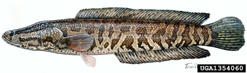 Pretty Northern snakehead