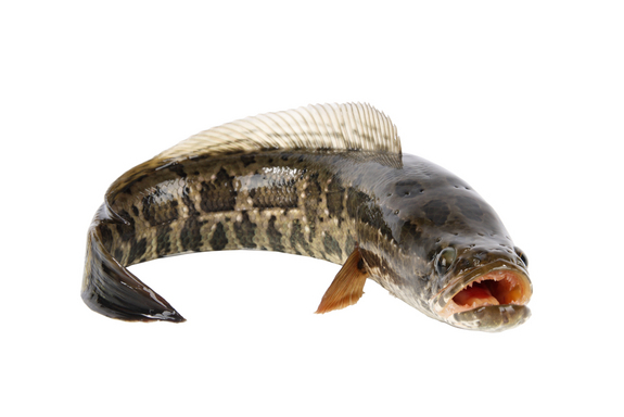 Pretty Northern snakehead