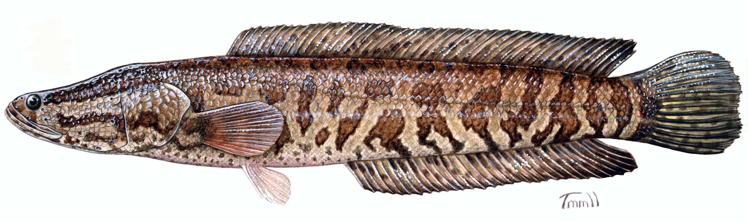 Pretty Northern snakehead