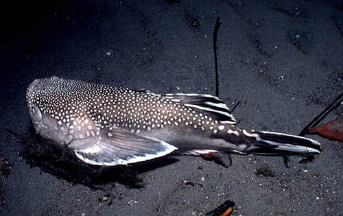 Northern stargazer