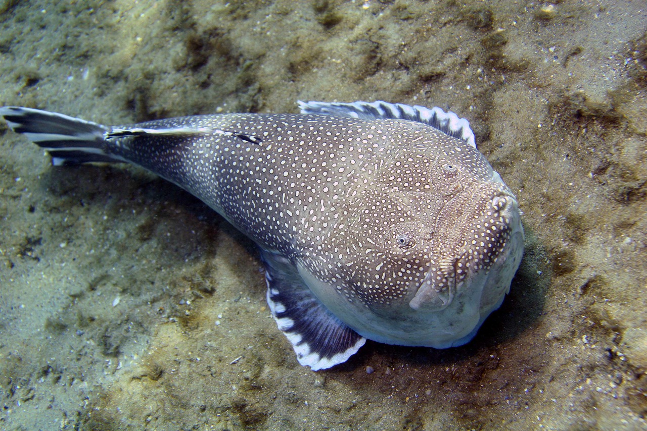 Pretty Northern stargazer