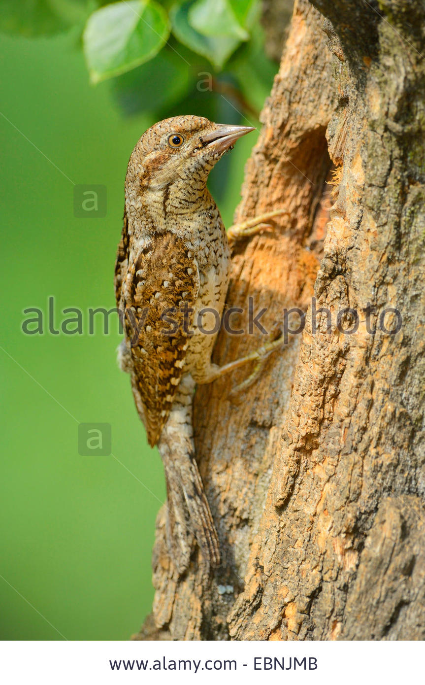 Northern wryneck