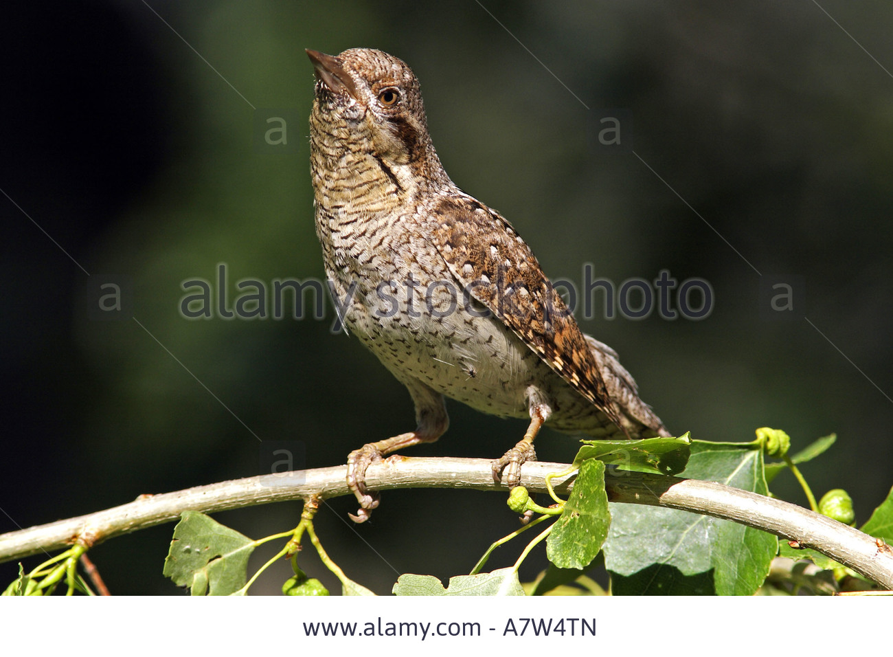 Pretty Northern wryneck