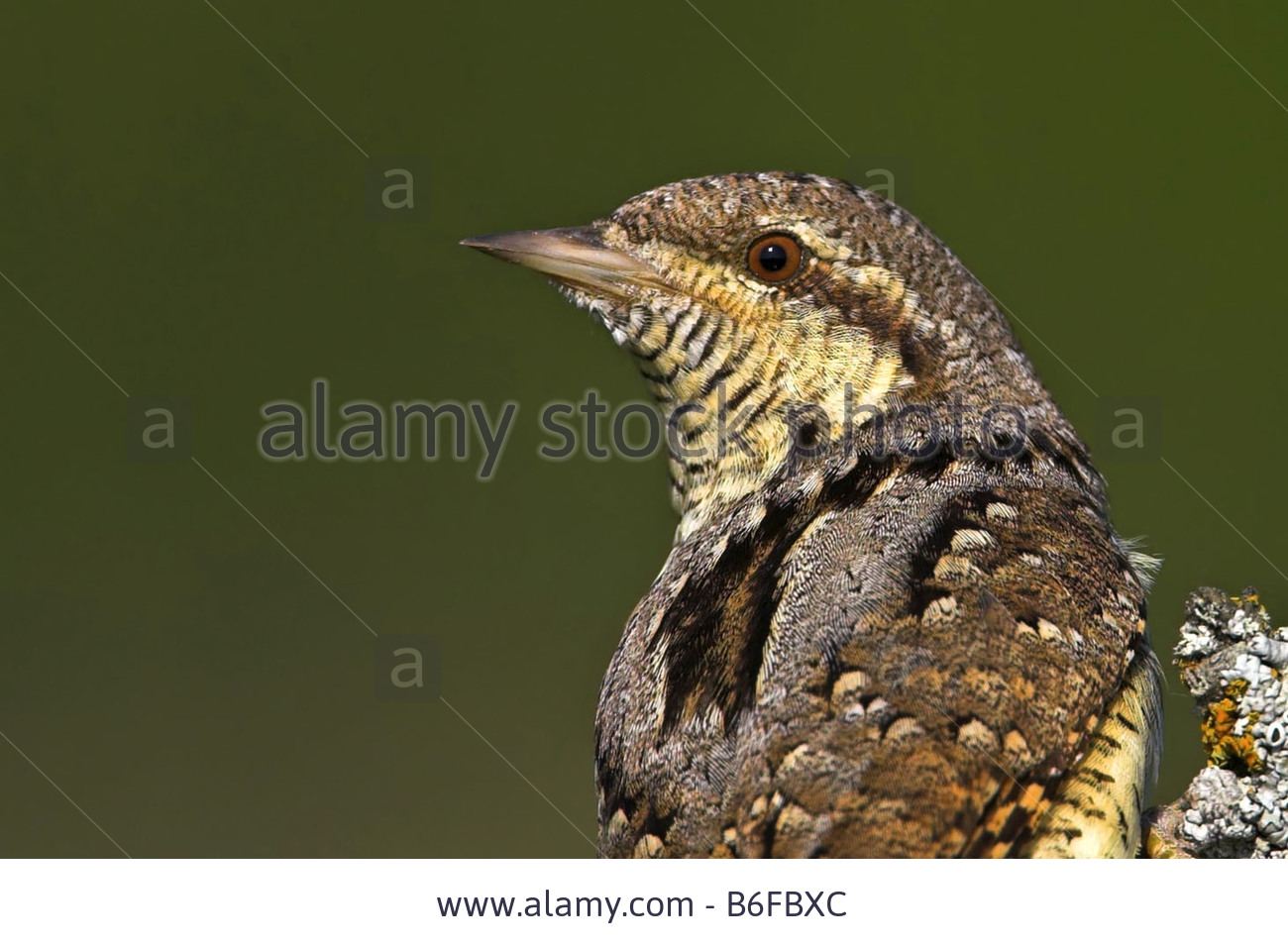 Pretty Northern wryneck