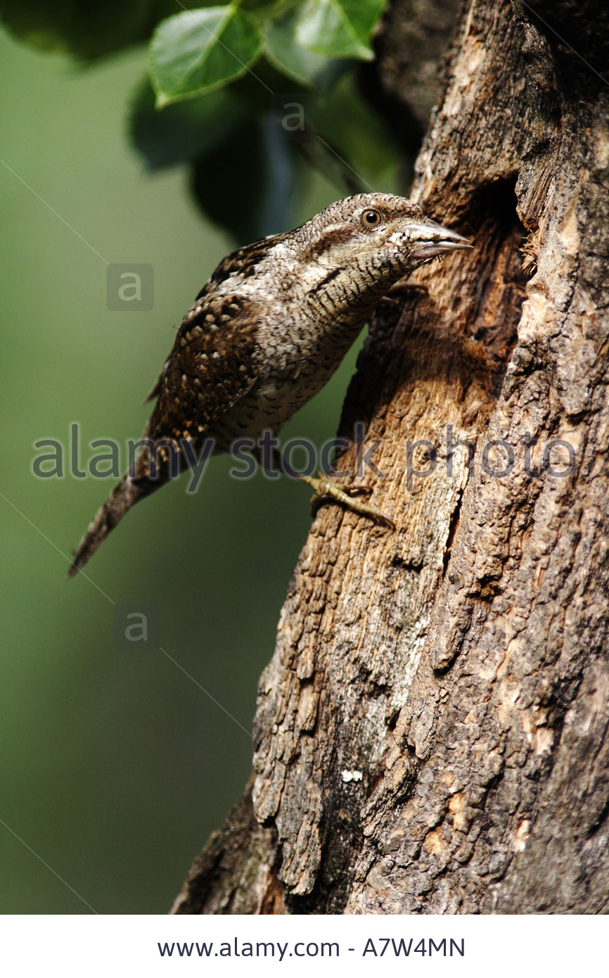 Pretty Northern wryneck