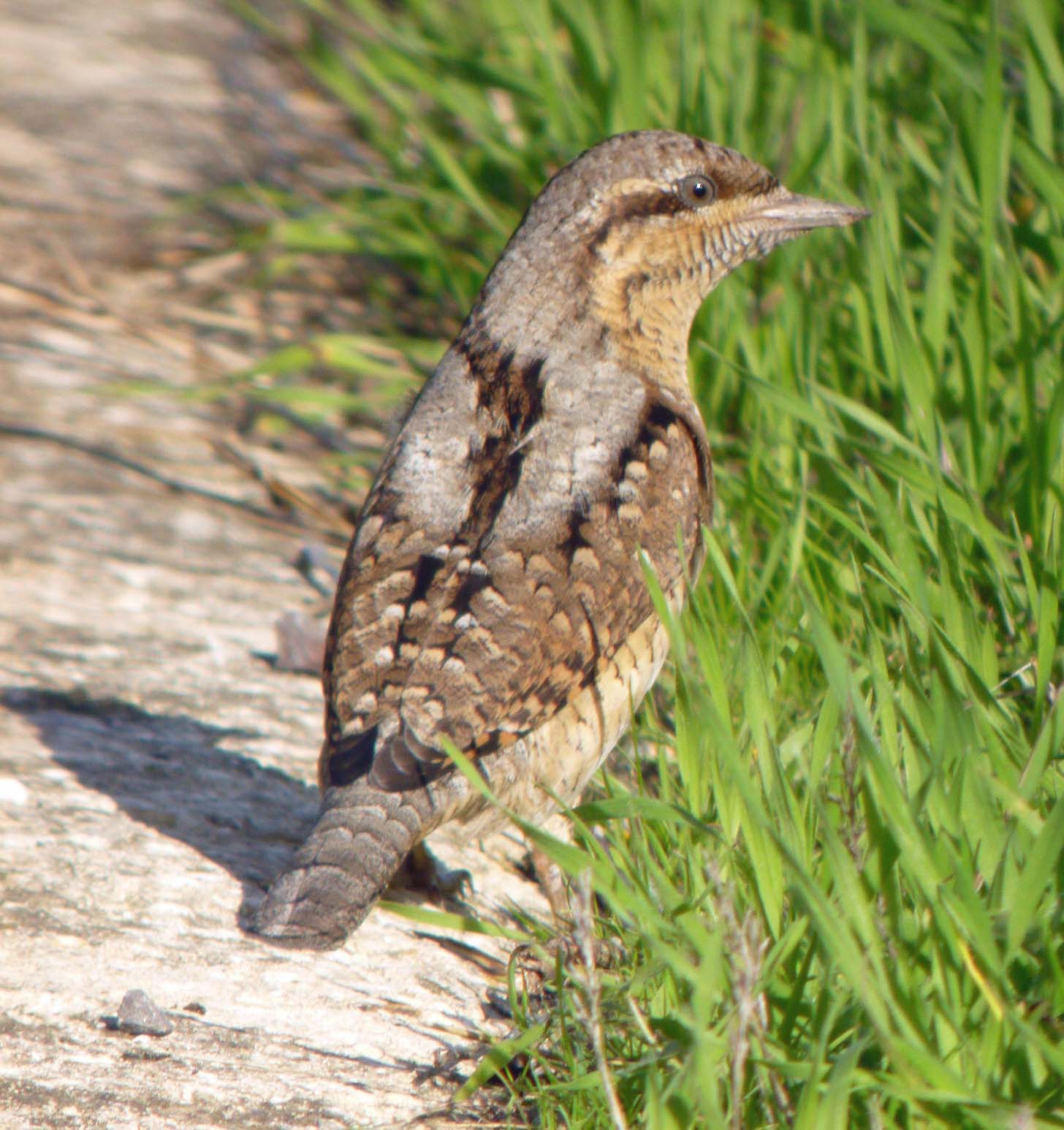 Pretty Northern wryneck