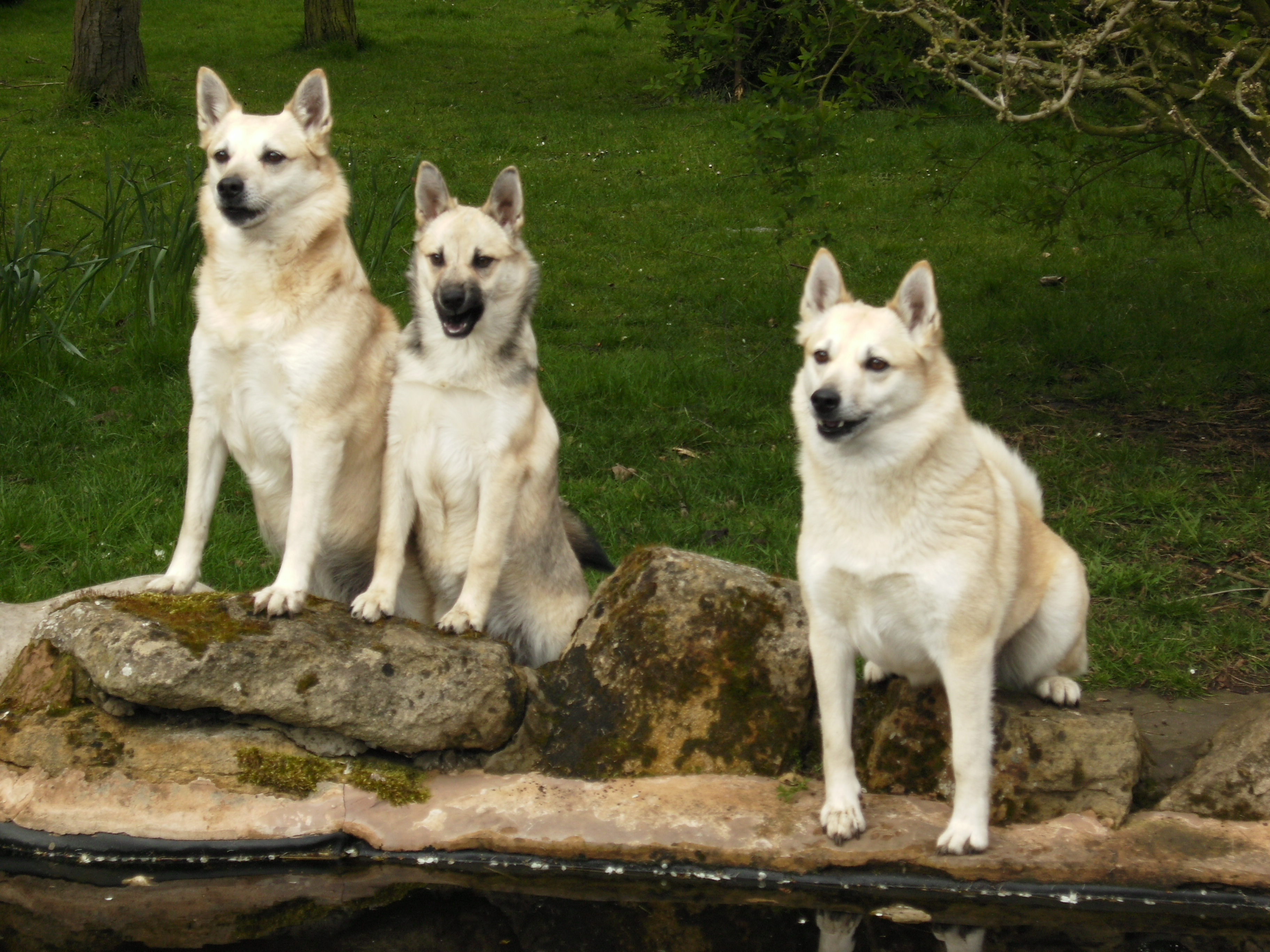 Norwegian Buhund - Dog Breed