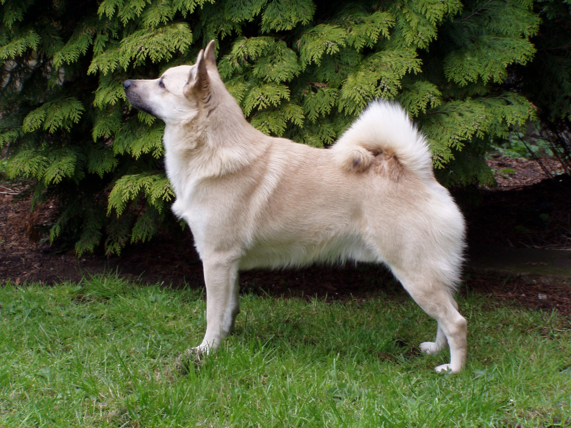 Nice Norwegian Buhund - Dog Breed