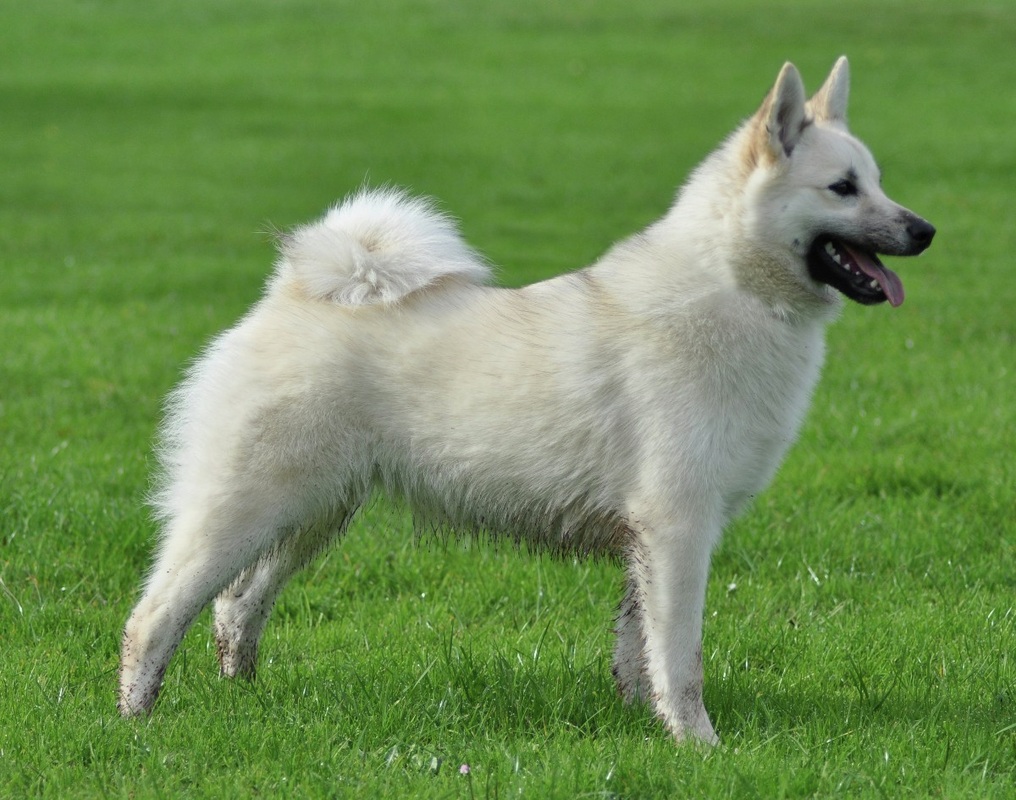 Cool Norwegian Buhund - Dog Breed