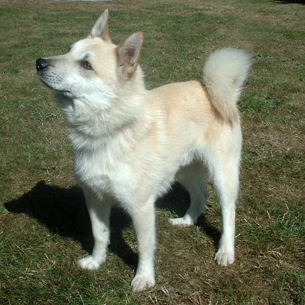 Pretty Norwegian Buhund - Dog Breed