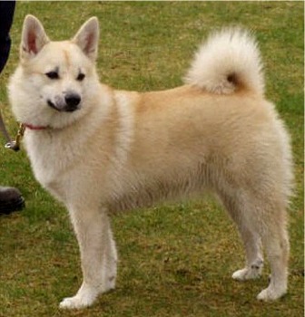 Cute Norwegian Buhund - Dog Breed