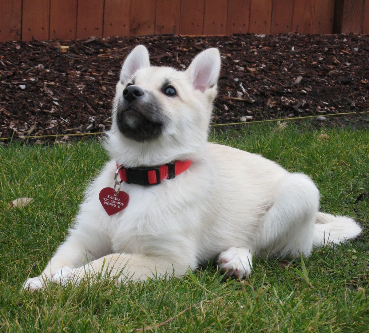 Photo Norwegian Buhund - Dog Breed