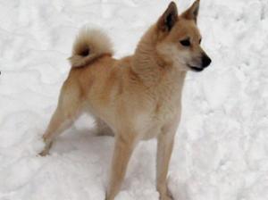 Norwegian Buhund - Dog Breed photo 