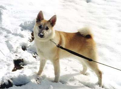 Norwegian Buhund - Dog Breed wallpaper