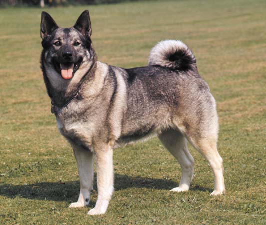 Norwegian Elkhound - Dog Breed