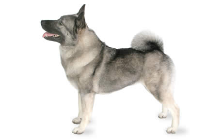 Cool Norwegian Elkhound - Dog Breed