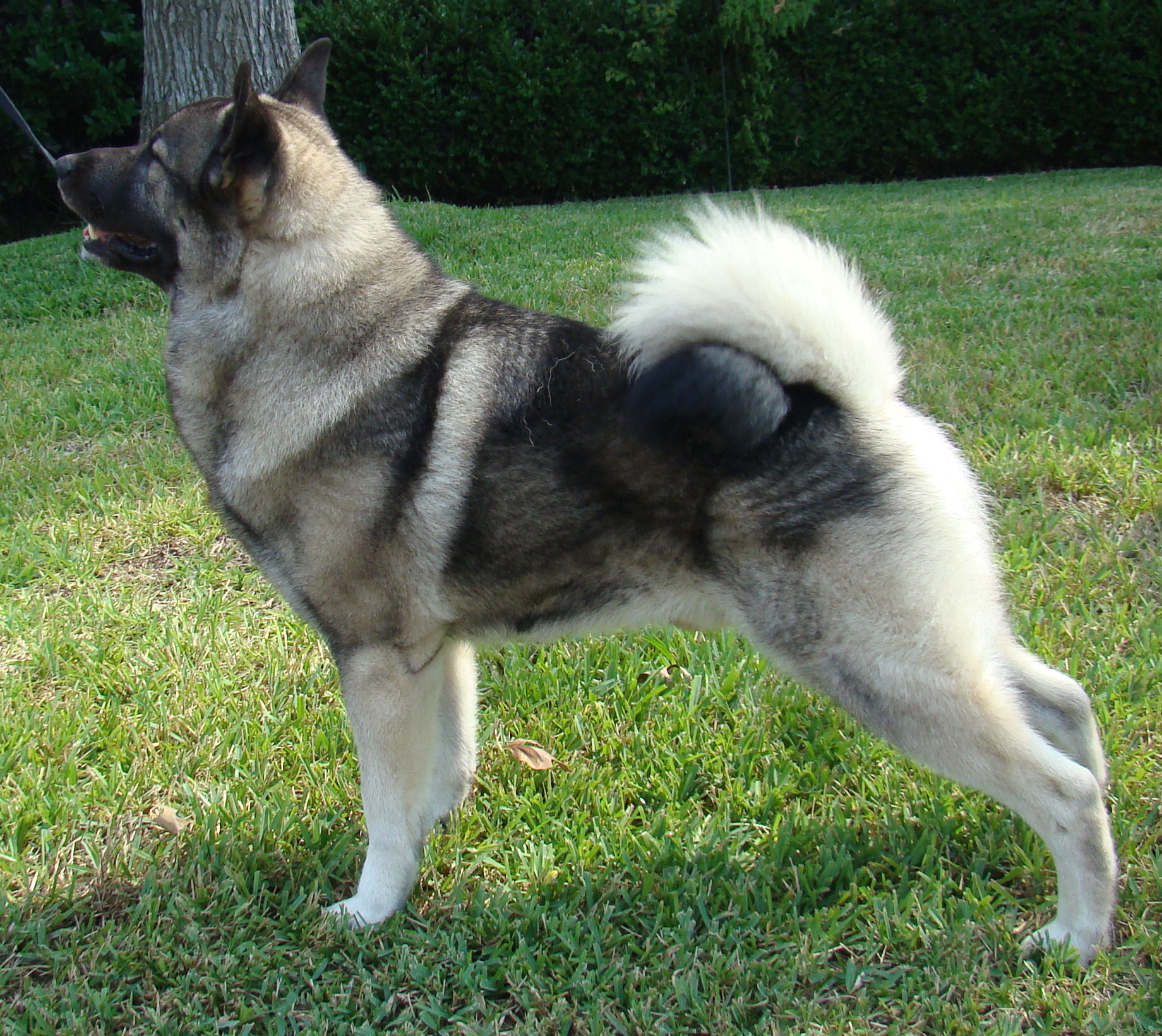 Cute Norwegian Elkhound - Dog Breed