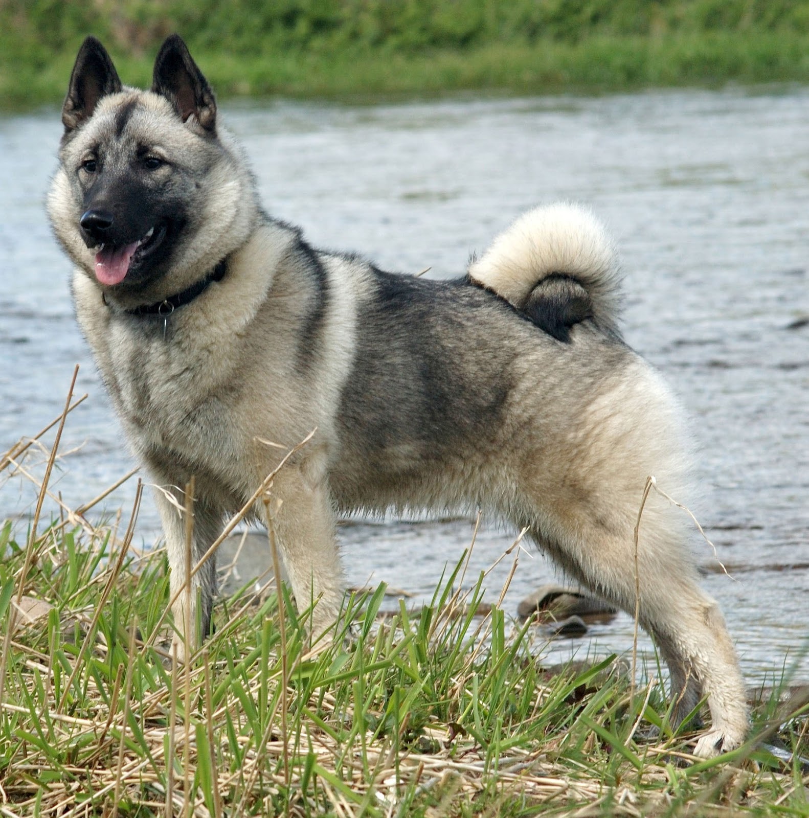 Wallpaper Norwegian Elkhound - Dog Breed