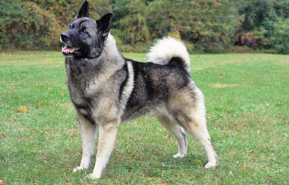Norwegian Elkhound - Dog Breed photo 