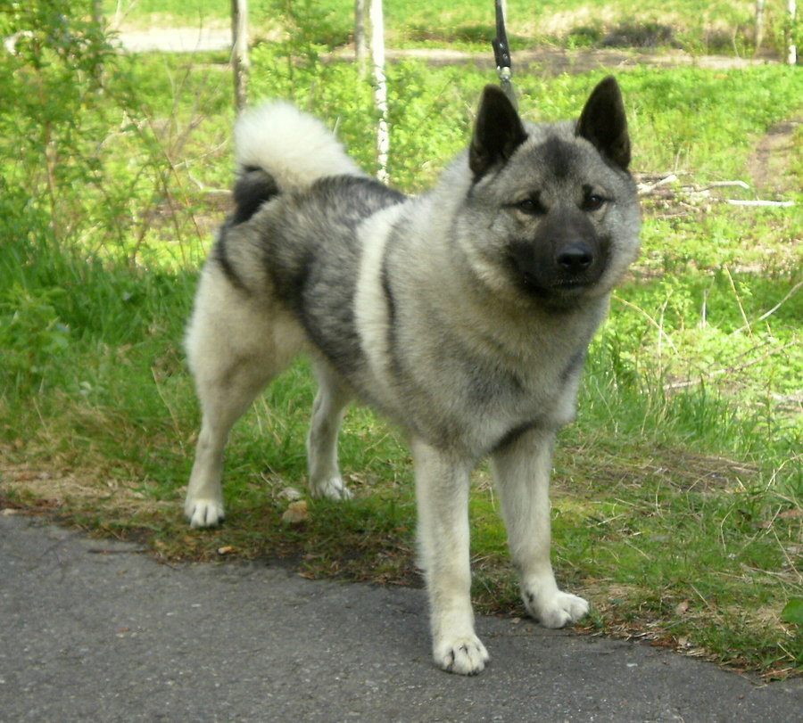 Norwegian Elkhound - Dog Breed wallpaper