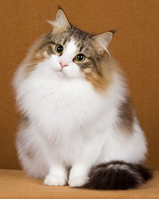 Cool Norwegian Forest Cat - Cat Breed