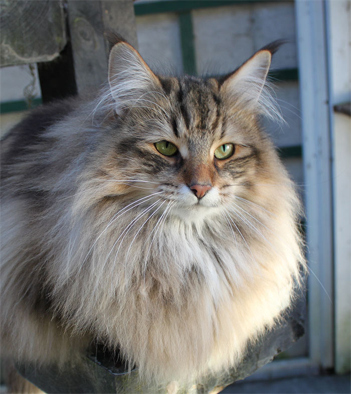 Cute Norwegian Forest Cat - Cat Breed