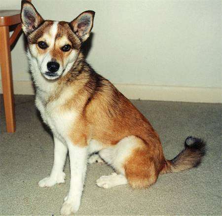 Norwegian Lundehund - Dog Breed