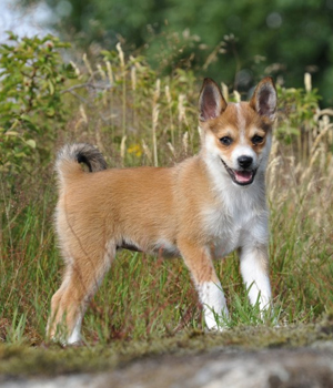 Cool Norwegian Lundehund - Dog Breed