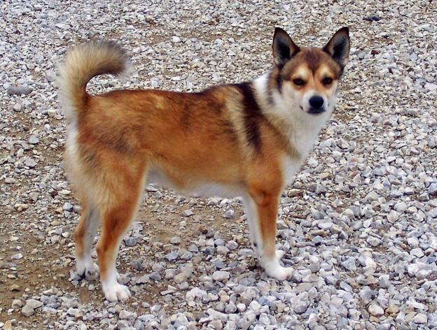 Cute Norwegian Lundehund - Dog Breed