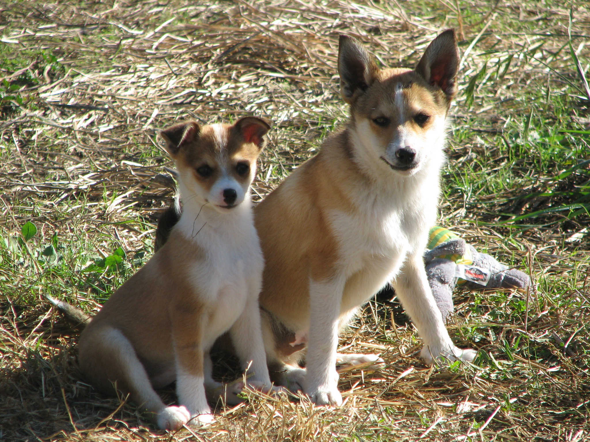 Wallpaper Norwegian Lundehund - Dog Breed
