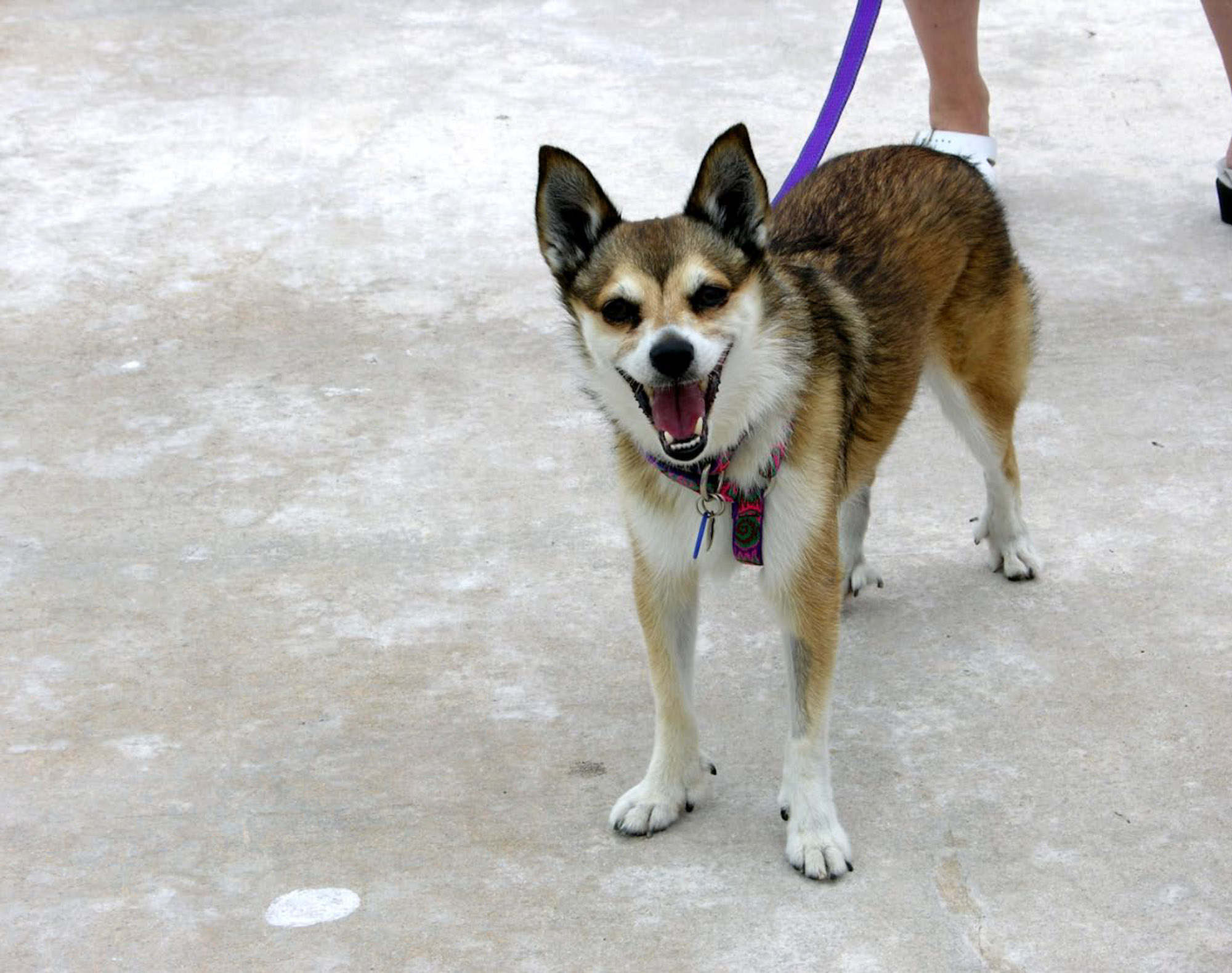 Photo Norwegian Lundehund - Dog Breed
