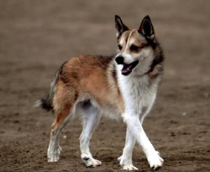 Norwegian Lundehund - Dog Breed photo 