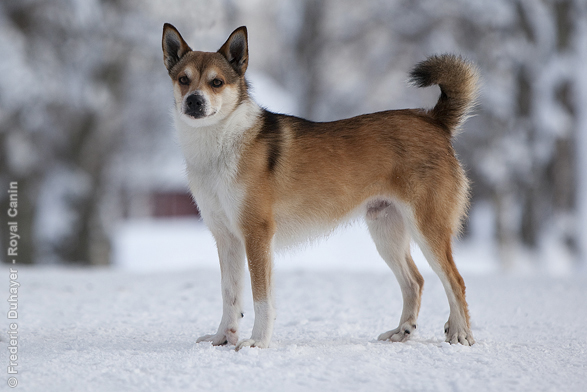 Norwegian Lundehund - Dog Breed wallpaper
