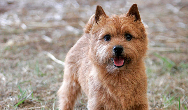 Nice Norwich Terrier - Dog Breed