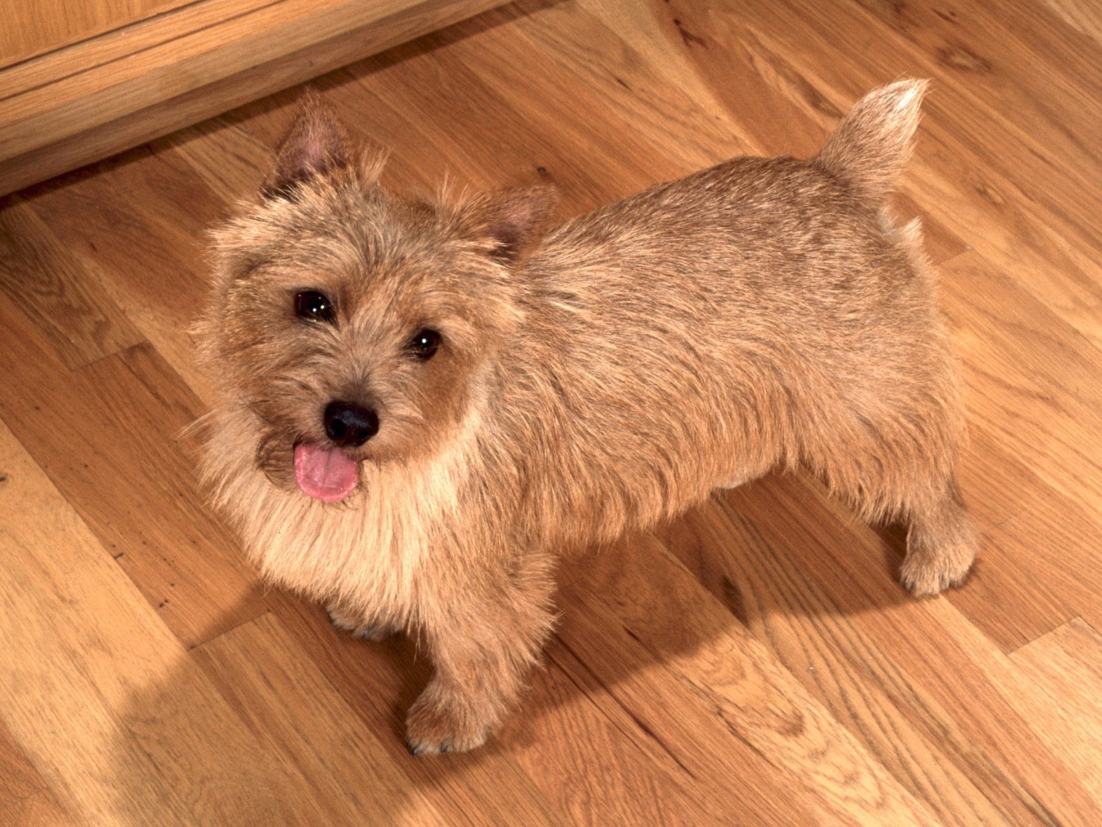 Cute Norwich Terrier - Dog Breed