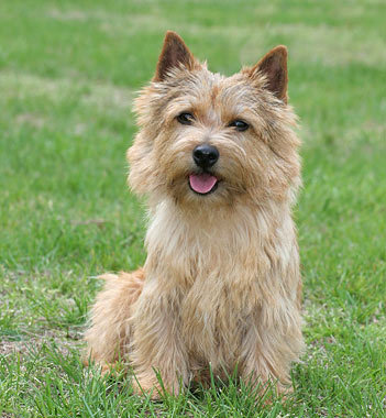 Norwich Terrier - Dog Breed wallpaper