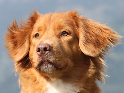 Nova Scotia Duck Tolling Retriever - Dog Breed