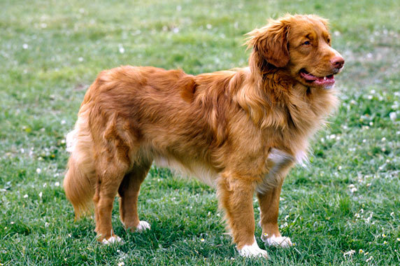 Cool Nova Scotia Duck Tolling Retriever - Dog Breed