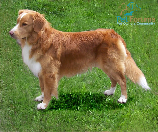 Pretty Nova Scotia Duck Tolling Retriever - Dog Breed