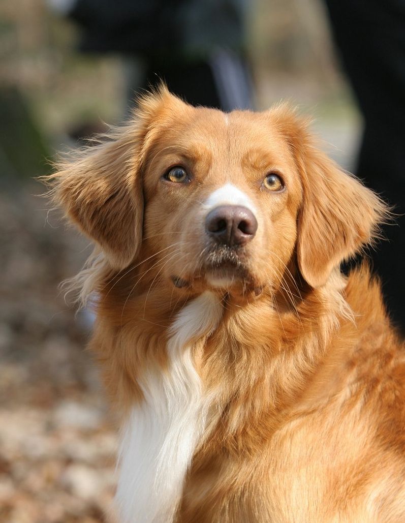 Cute Nova Scotia Duck Tolling Retriever - Dog Breed