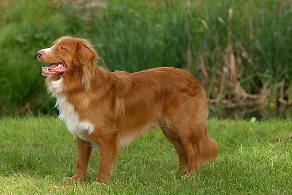 Wallpaper Nova Scotia Duck Tolling Retriever - Dog Breed