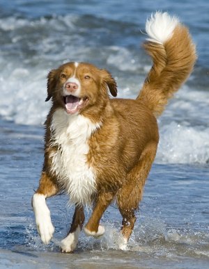 Nova Scotia Duck Tolling Retriever - Dog Breed photo 