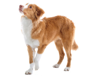 Nova Scotia Duck Tolling Retriever - Dog Breed wallpaper