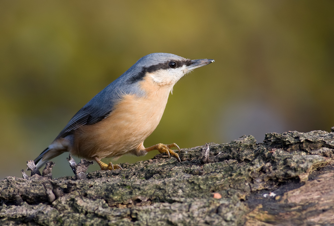 Nuthatch