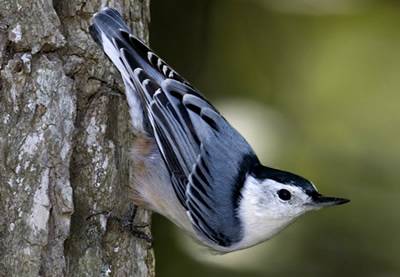 Pretty Nuthatch