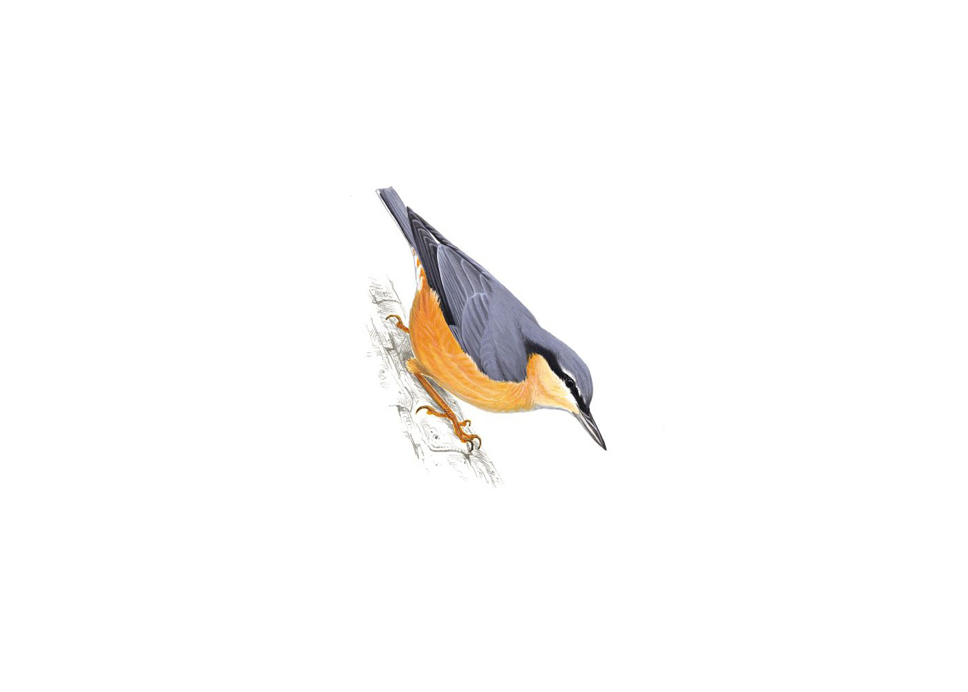 Pretty Nuthatch