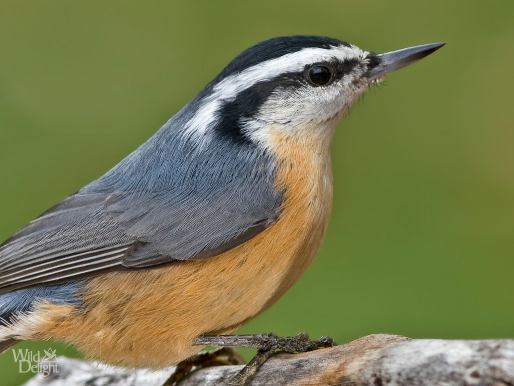 Pretty Nuthatch