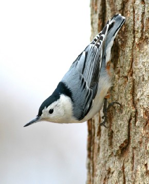 Pretty Nuthatch