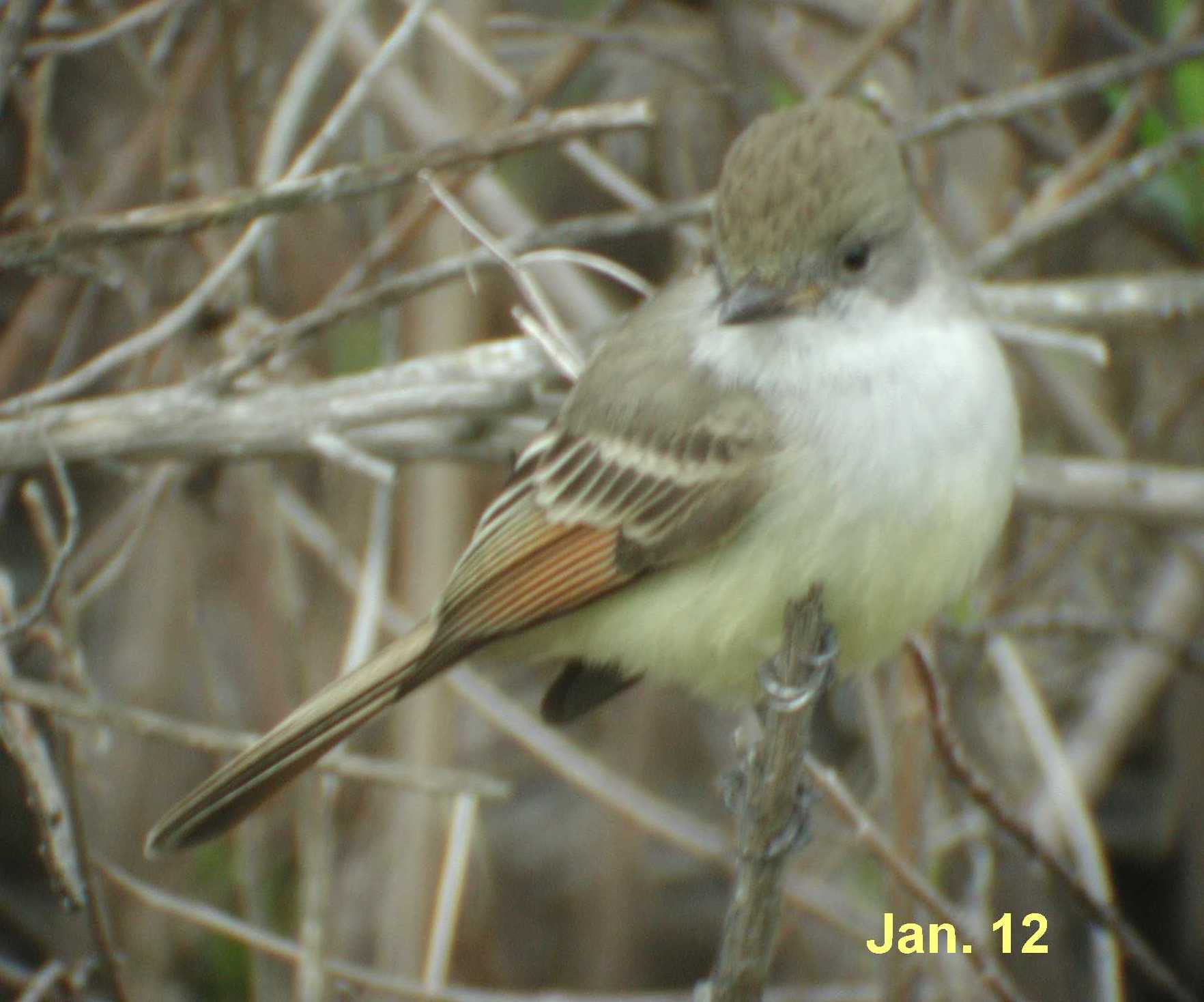 Pretty Nutting’s flycatcher