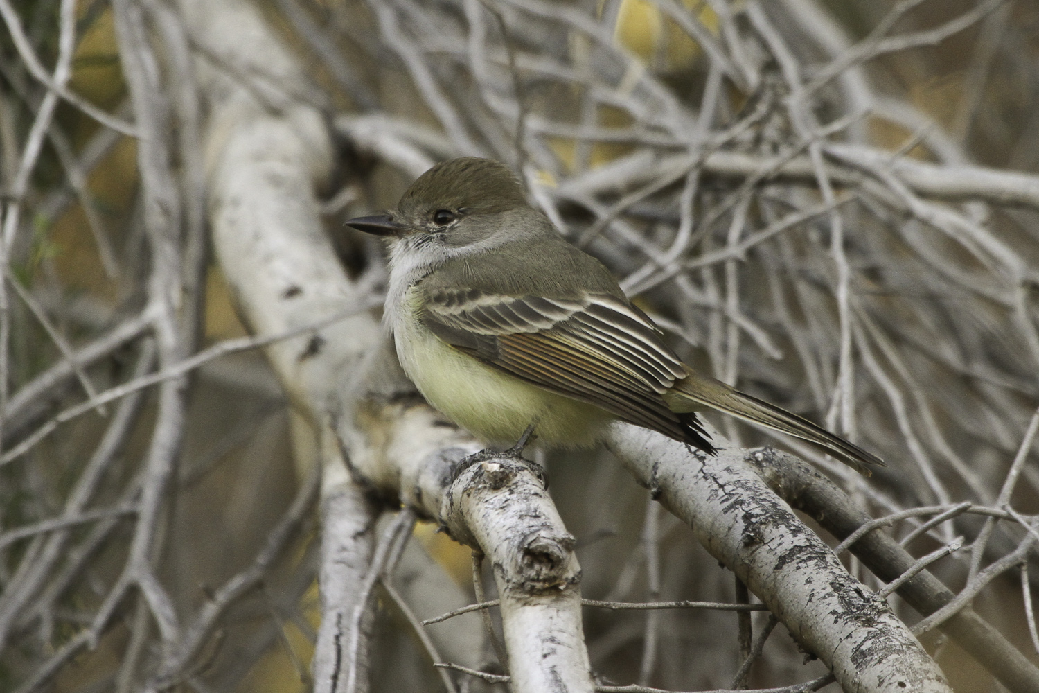 Pretty Nutting’s flycatcher